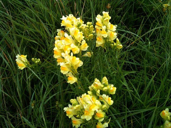 2_blommor