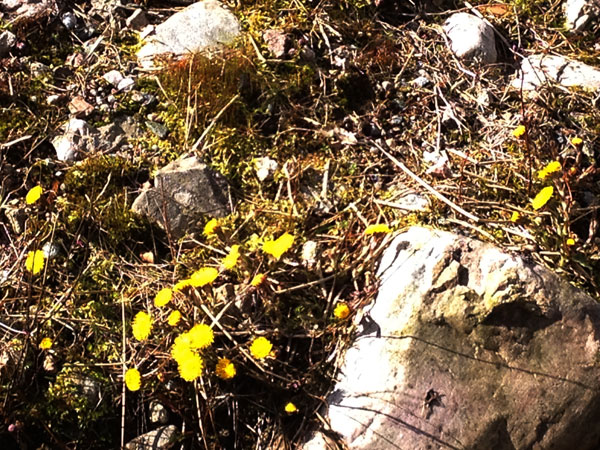 3_tussilago